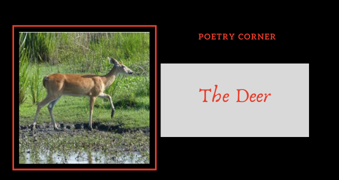 Poetry Corner- The Deer